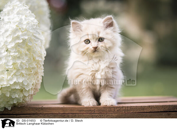 Britisch Langhaar Ktzchen / British Longhair Kitten / DS-01653