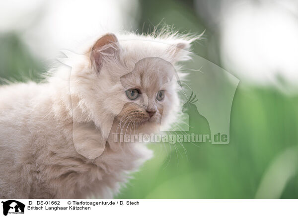Britisch Langhaar Ktzchen / British Longhair Kitten / DS-01662
