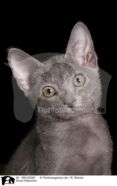 Korat Ktzchen / Kitty Portrait / RR-05585