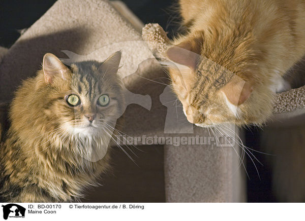 Maine Coon / Maine Coon / BD-00170