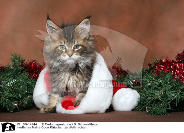 niedliches Maine Coon Ktzchen zu Weihnachten / cute Maine Coon kitten at christmas / SS-14844
