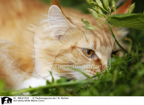 red tabby-white Maine Coon / red tabby-white Maine Coon / RR-61532