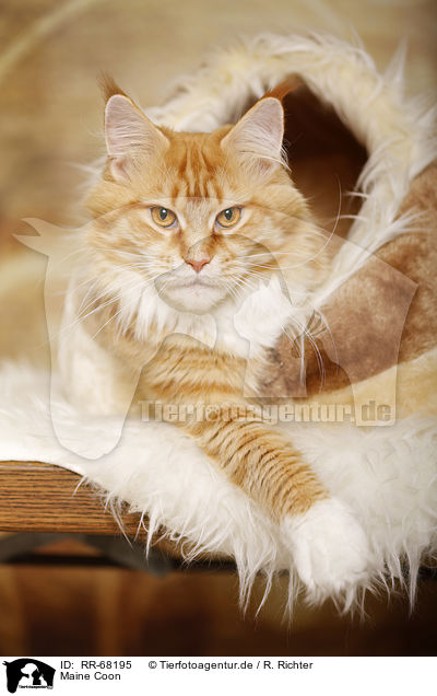 Maine Coon / Maine Coon / RR-68195