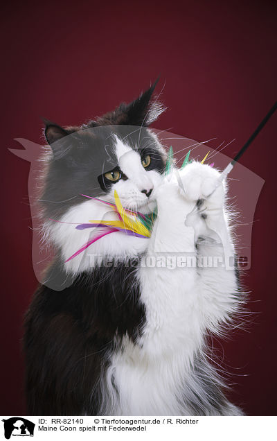 Maine Coon spielt mit Federwedel / Maine Coon plays with feather waggler / RR-82140