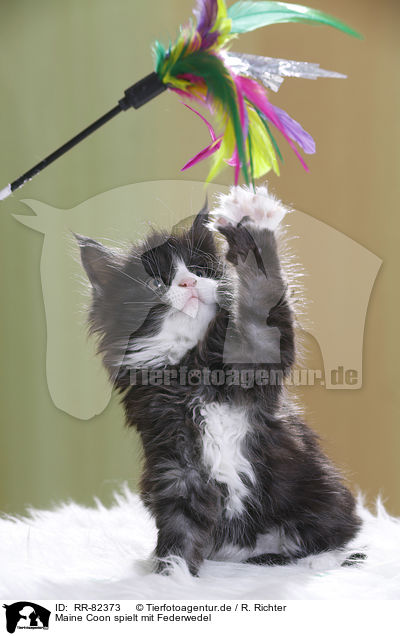 Maine Coon spielt mit Federwedel / Maine Coon plays with feather waggler / RR-82373