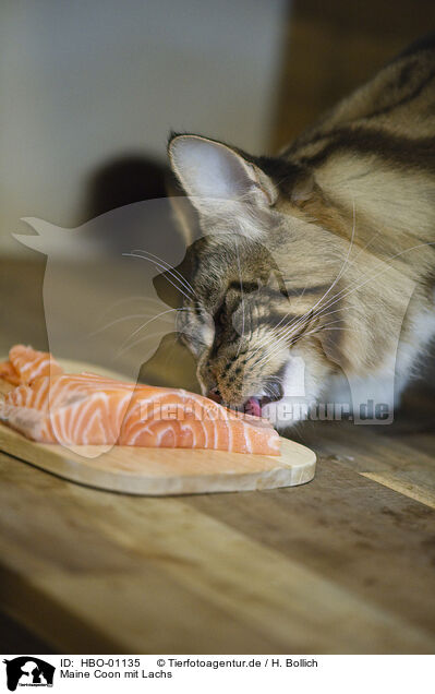 Maine Coon mit Lachs / Maine Coon with salmon / HBO-01135