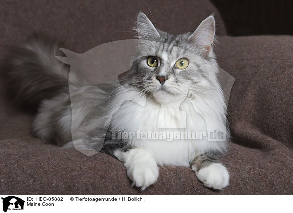 Maine Coon / Maine Coon / HBO-05882