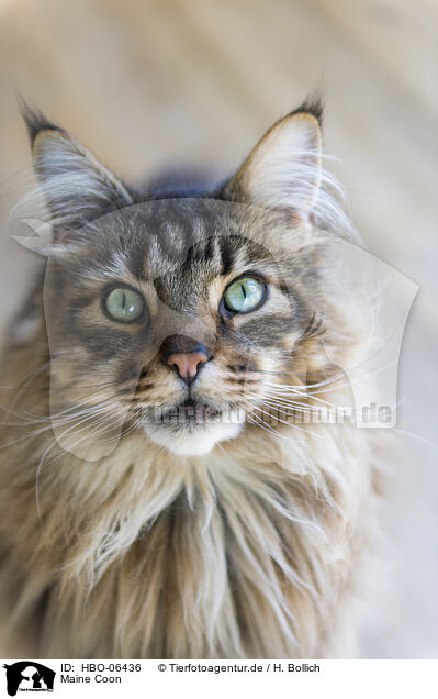 Maine Coon / Maine Coon / HBO-06436