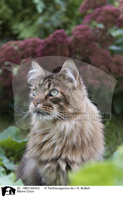 Maine Coon / Maine Coon / HBO-06442