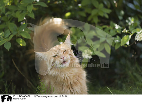 Maine Coon / Maine Coon / HBO-06478