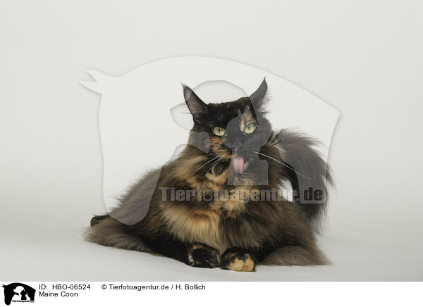 Maine Coon / Maine Coon / HBO-06524