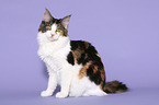 sitzende Maine Coon