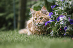 junger Maine Coon Kater