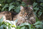 erwachsene Maine Coon