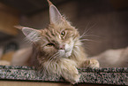 Maine Coon