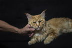 ausgewachsene Maine Coon