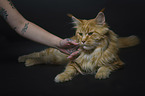 ausgewachsene Maine Coon