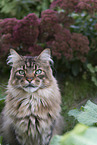 Maine Coon