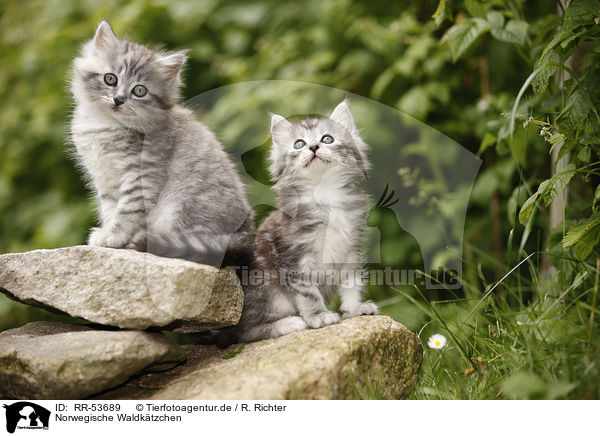 Norwegische Waldktzchen / norwegian forest kittens / RR-53689