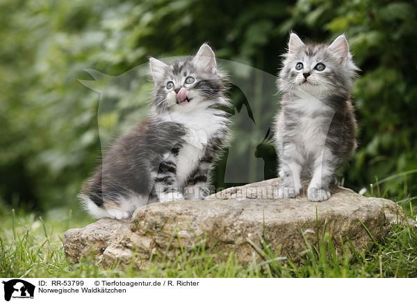 Norwegische Waldktzchen / norwegian forest kittens / RR-53799