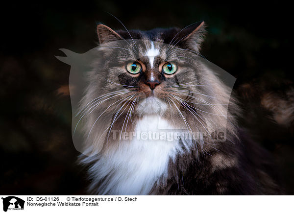 Norwegische Waldkatze Portrait / Norwegian Forest Cat Portrait / DS-01126