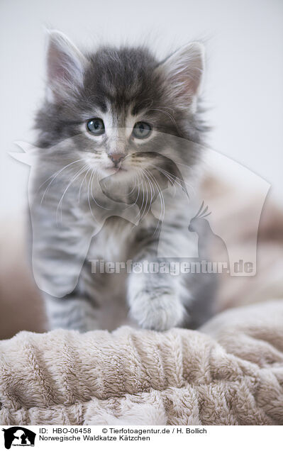 Norwegische Waldkatze Ktzchen / Norwegian Forest Cat Kitten / HBO-06458