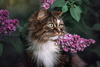 Norwegische Waldkatze vor Blumen
