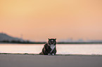 Norwegische Waldkatze am Strand