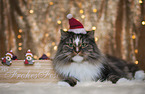 Norwegische Waldkatze mit weihnachtlicher Dekoration