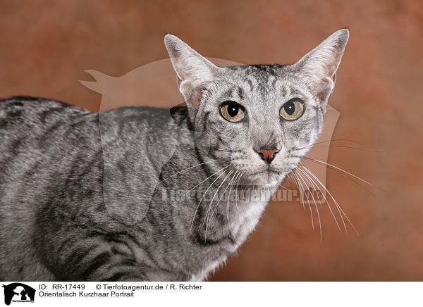 Orientalisch Kurzhaar Portrait / Oriental Shorthair Cat Portrait / RR-17449