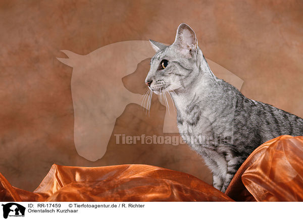 Orientalisch Kurzhaar / Oriental Shorthair Cat / RR-17459