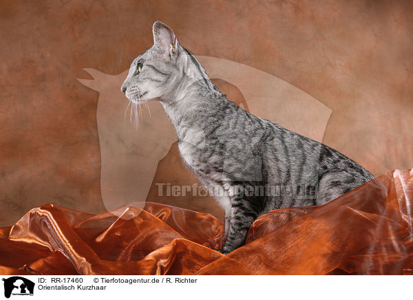 Orientalisch Kurzhaar / Oriental Shorthair Cat / RR-17460