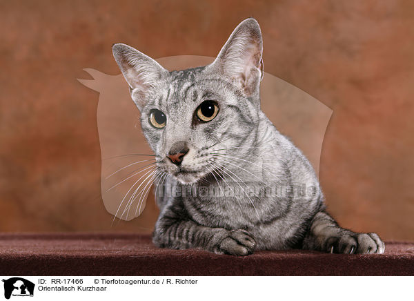Orientalisch Kurzhaar / Oriental Shorthair Cat / RR-17466