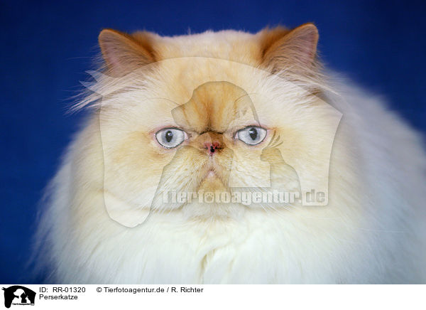 Perserkatze / Persian Cat Portrait / RR-01320