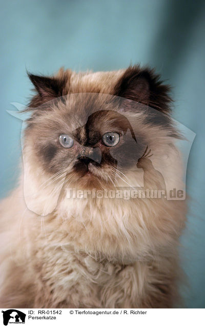 Perserkatze / Persian Cat Portrait / RR-01542