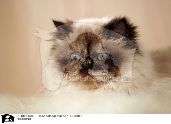 Perserkatze / Persian Cat Portrait / RR-01592