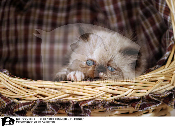 Perserktzchen im Krbchen / persian kitty in the basket / RR-01613