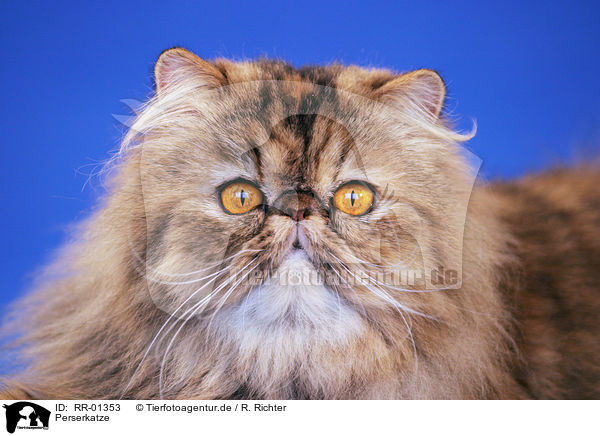 Perserkatze / Persian Cat Portrait / RR-01353