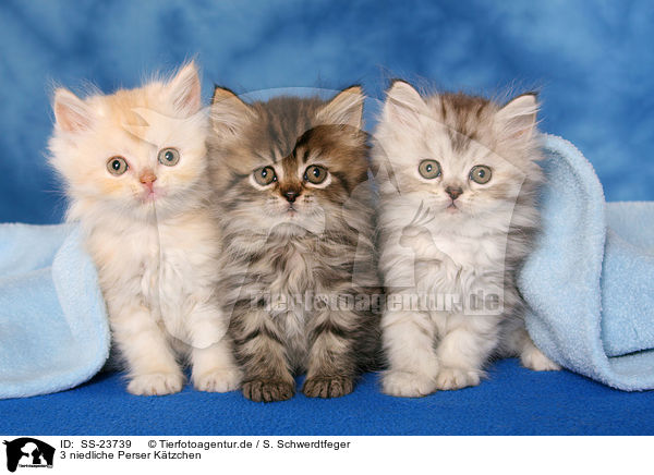 3 niedliche Perser Ktzchen / 3 cute Persian kitten / SS-23739