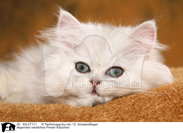 liegendes niedliches Perser Ktzchen / lying cute Persian kitten / SS-27111
