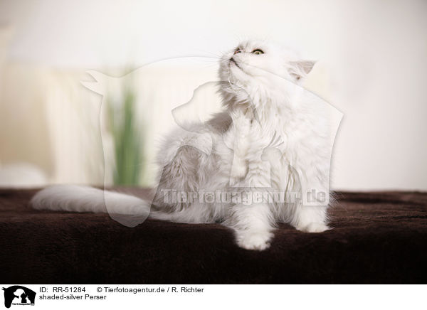 shaded-silver Perser / persian cat / RR-51284