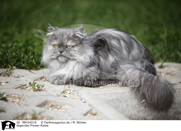 liegender Perser Katze / lying persian cat / RR-54519