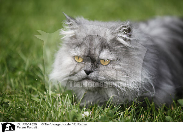 Perser Portrait / persian cat portrait / RR-54520