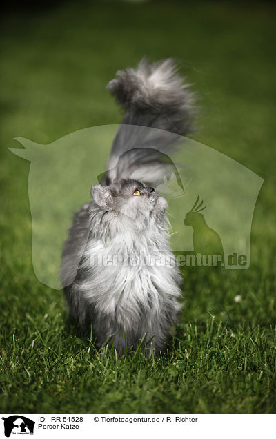 Perser Katze / persian cat / RR-54528