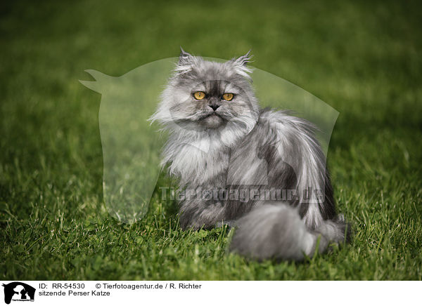 sitzende Perser Katze / sitting persian cat / RR-54530