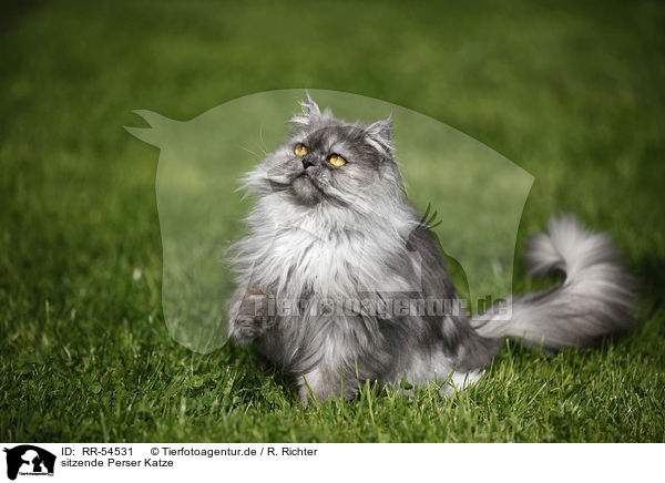 sitzende Perser Katze / sitting persian cat / RR-54531