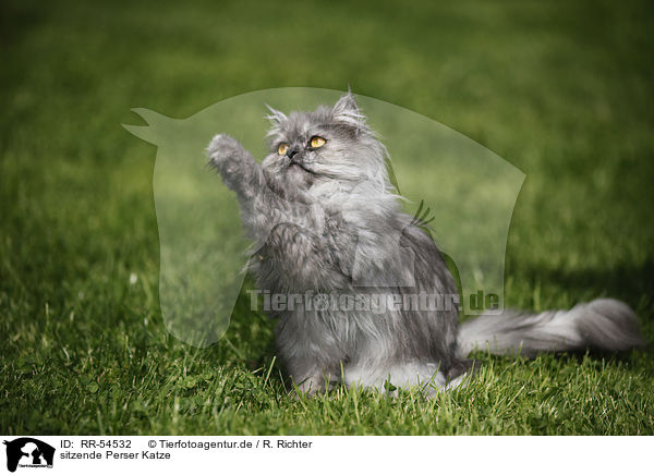 sitzende Perser Katze / sitting persian cat / RR-54532