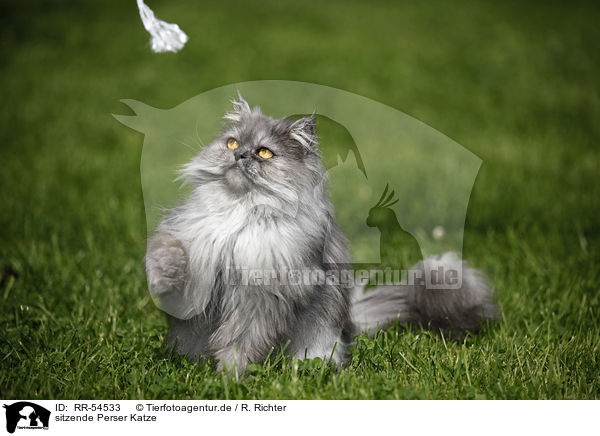 sitzende Perser Katze / sitting persian cat / RR-54533