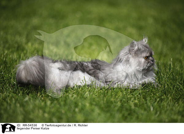liegender Perser Katze / lying persian cat / RR-54536