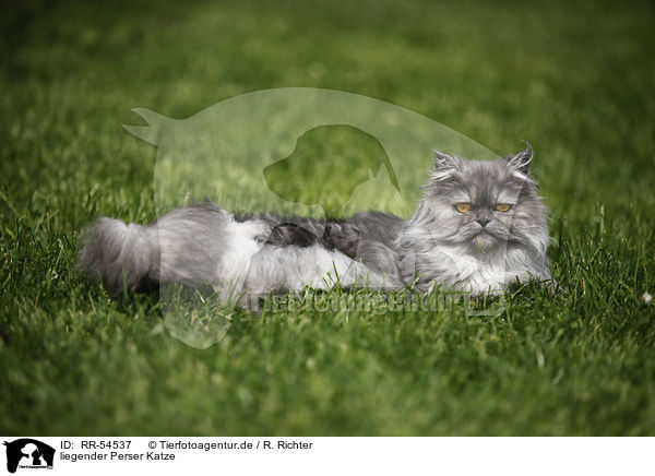 liegender Perser Katze / lying persian cat / RR-54537